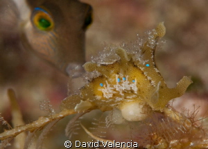 A curious sharpnose puffer takes an interest in the sarga... by David Valencia 